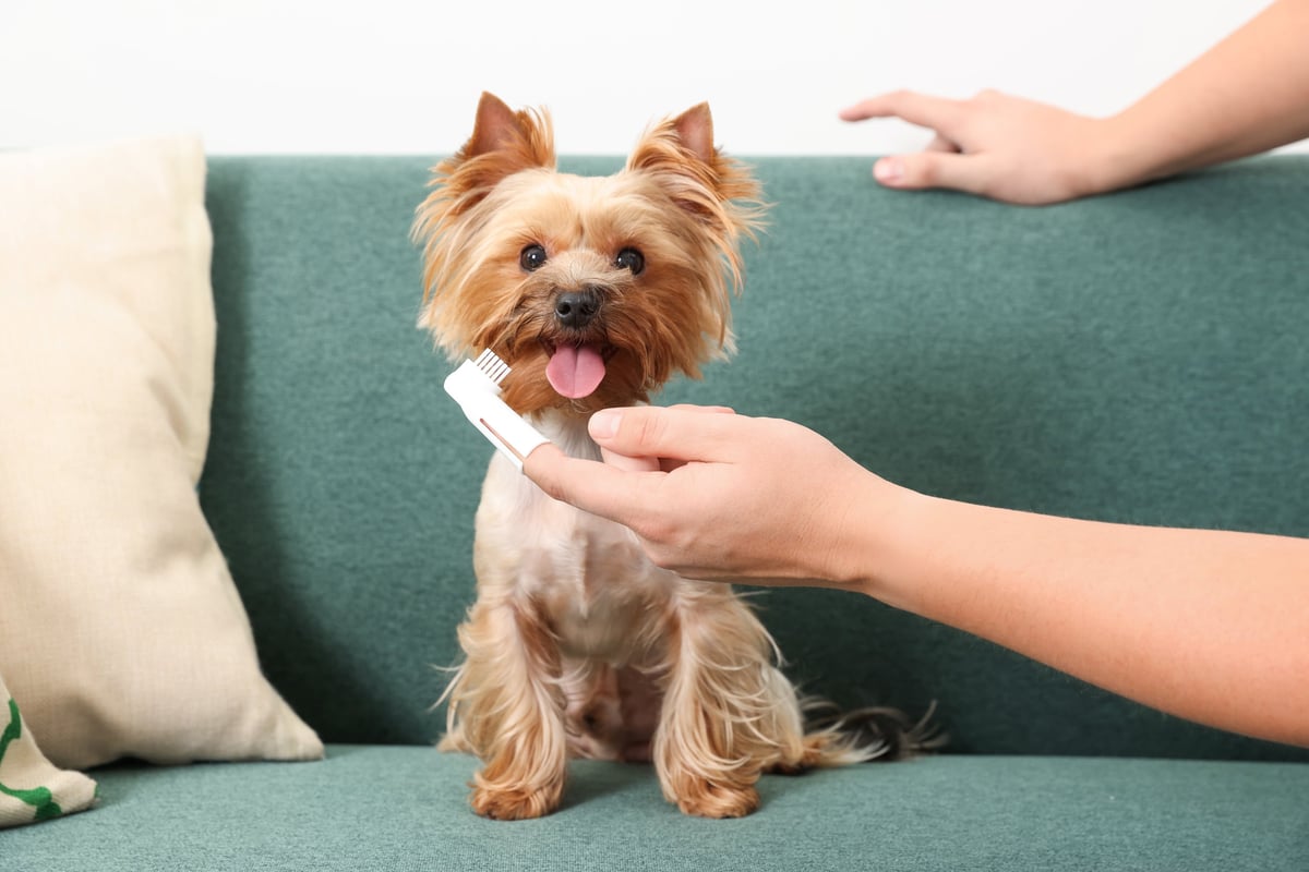 Man brushing dog's teeth