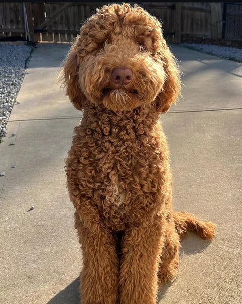 Fluffy apricot-colored dog with curly coat sitting on concrete driveway looking at camera