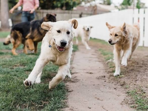 A tan and white dog running on a path toward the camera in a backyard with other dogs and people visible in the background