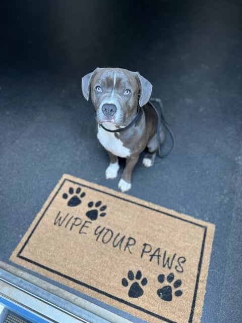 Gray and white dog sitting on a doormat that reads WIPE YOUR PAWS with paw print designs